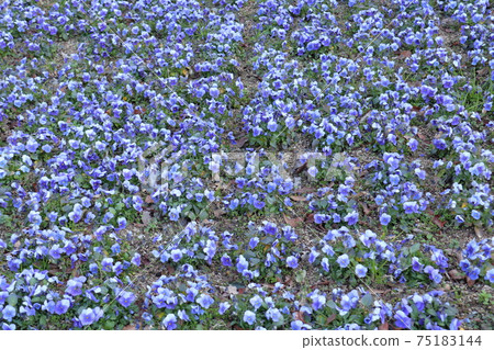 早春花壇藍色中提琴 75183144
