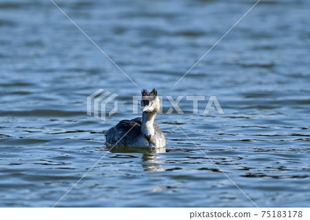 Great Crested Grebe swimming slowly on the beautifully patterned water surface Great Crested Grebe swimming slowly on the beautifully patterned water surface 75183178