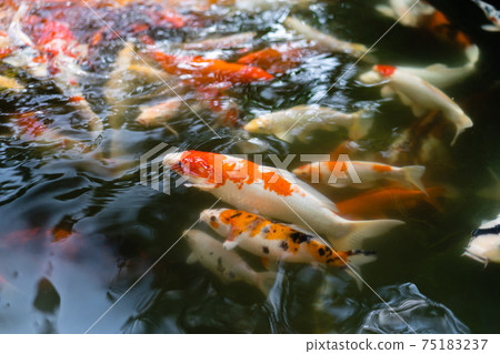 Koi fish or carp fish swimming  in pond 75183237
