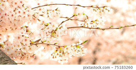 Large cherry tree in full bloom, Yoshino cherry tree, Yoshino cherry tree, background material Large cherry tree in full bloom, Yoshino cherry tree, Yoshino cherry tree, background material 75183260