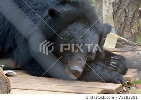 臺灣黑熊(Ursus thibetanus formosanus)在台灣新竹動物園。 75183281
