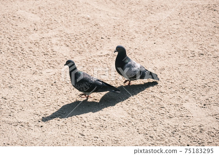 Two pigeons 75183295