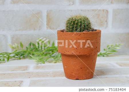 Cacti, heriteries, plants, foliage plants, greens, thorns, succulents Cacti, heriteries, plants, foliage plants, greens, thorns, succulents 75183404