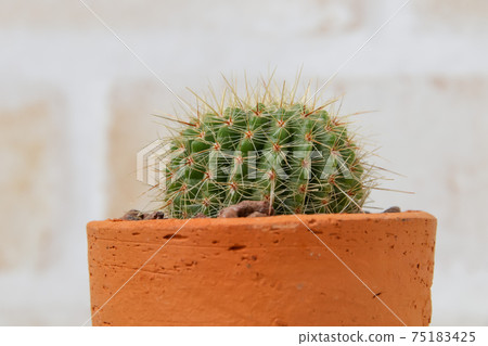 Cacti, heriteries, plants, foliage plants, greens, thorns, succulents 75183425