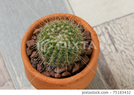 Cacti, heriteries, plants, foliage plants, greens, thorns, succulents Cacti, heriteries, plants, foliage plants, greens, thorns, succulents 75183432