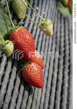 草莓農場的草莓農場的風景 草莓農場的草莓農場的風景 75183573