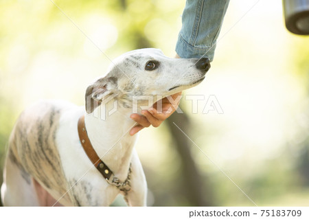 A whippet patted by the owner in the shade of a tree A whippet patted by the owner in the shade of a tree 75183709