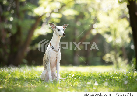 A whippet standing in the shade of a tree A whippet standing in the shade of a tree 75183713