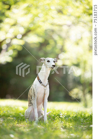 A whippet standing in the shade of a tree A whippet standing in the shade of a tree 75183715
