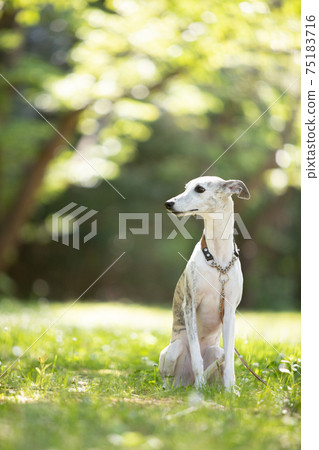 A whippet standing in the shade of a tree A whippet standing in the shade of a tree 75183716
