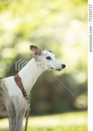 A whippet standing in the shade of a tree A whippet standing in the shade of a tree 75183717