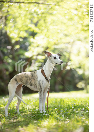 A whippet standing in the shade of a tree A whippet standing in the shade of a tree 75183718
