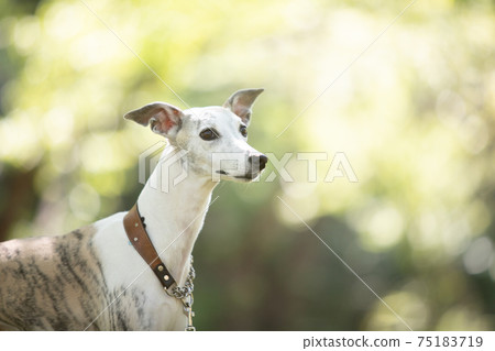 A whippet standing in the shade of a tree A whippet standing in the shade of a tree 75183719