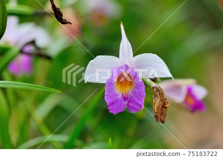 竹葉蘭(Arundina graminifolia)常見生長臺灣山區 竹葉蘭(Arundina graminifolia)常見生長臺灣山區 75183722