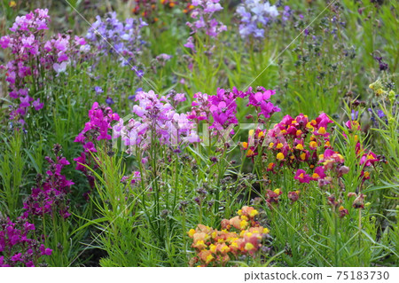 早春花壇利納里亞花 早春花壇利納里亞花 75183730