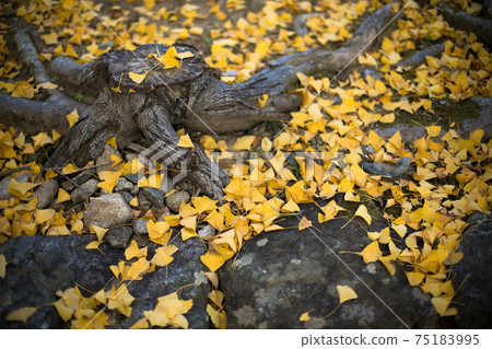 Fallen leaves Ginkgo leaves Fallen leaves Ginkgo leaves 75183995