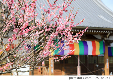 Shinfukuji Temple in Tsukigase Umebayashi 75184035