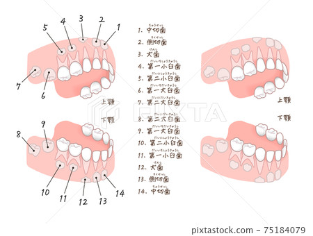 Illustration of milk teeth and permanent teeth before they grow 75184079