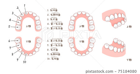牙列和乳牙名稱的插圖 牙列和乳牙名稱的插圖 75184080