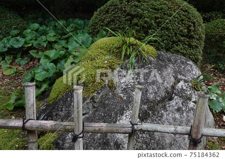 竹籬笆和諾信 75184362