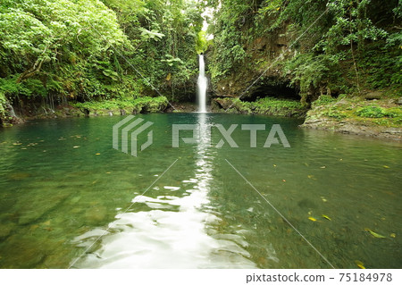 South Pacific Island Country Samoa Independent Country Samoa Island Jungle Ahuau Waterfall 75184978