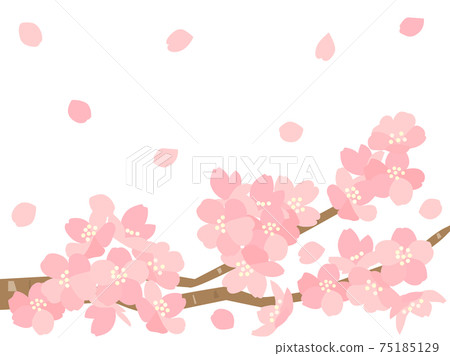 櫻花127櫻花 75185129
