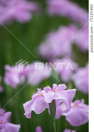 Pretty blooming flower shobu 75185460
