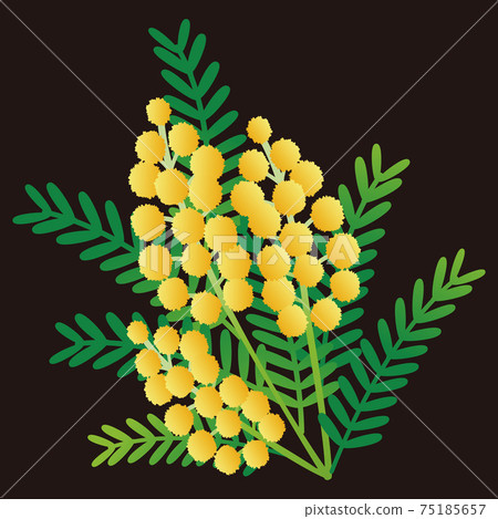 Mimosa fusa acacia spring flower plant yellow illustration material Mimosa fusa acacia spring flower plant yellow illustration material 75185657