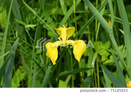 Photograph of a plant presumed to be yellow iris with yellow flowers Photograph of a plant presumed to be yellow iris with yellow flowers 75185855