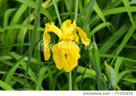 Photograph of a plant presumed to be yellow iris with yellow flowers Photograph of a plant presumed to be yellow iris with yellow flowers 75185858