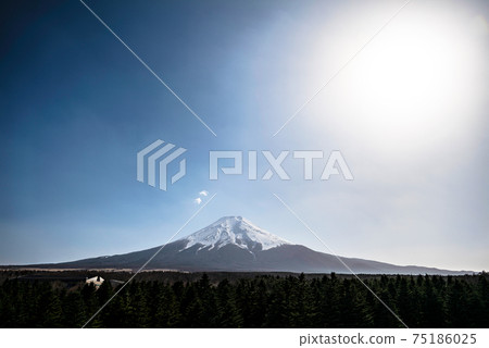 針葉林和富士山 75186025