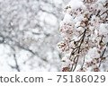 雪和櫻花 75186029