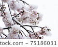 雪和櫻花 75186031