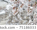 雪和櫻花 75186033