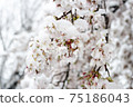 雪和櫻花 75186043