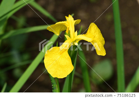 推測是黃色鳶尾花開黃色的植物的照片 75186125