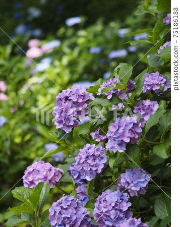 Beautiful purple hydrangea flowers 75186188