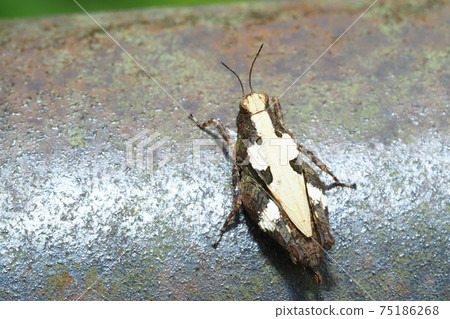 A type of Tetrigidae A type of Tetrigidae 75186268