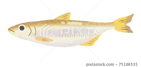 Fish illustration without main line_Shishamo Fish illustration without main line_Shishamo 75186535