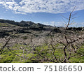 Blue sky, fields and plum trees 75186650