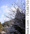 Winter morning with snow on chestnut tree branches 75186750