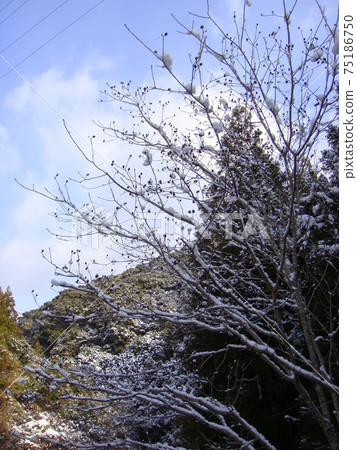 Winter morning with snow on chestnut tree branches Winter morning with snow on chestnut tree branches 75186750