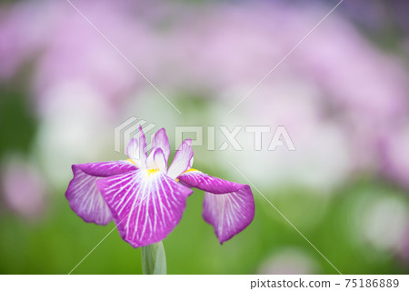 Pretty blooming flower shobu 75186889