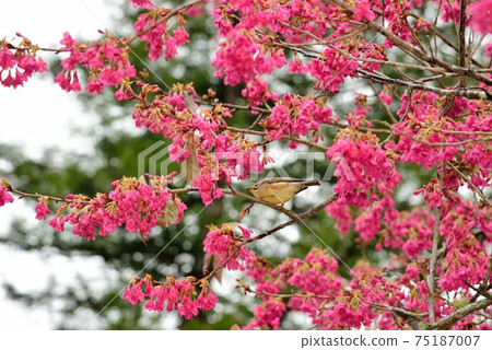 冠羽畫眉鳥(Yuhina brunneiceps) 是台灣特有種 冠羽畫眉鳥(Yuhina brunneiceps) 是台灣特有種 75187007