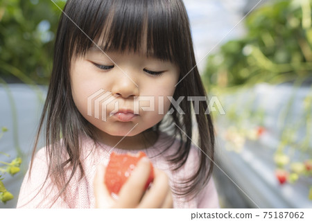Go out for strawberry picking with children Go out for strawberry picking with children 75187062