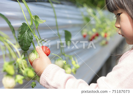 帶孩子外出採摘草莓 帶孩子外出採摘草莓 75187073
