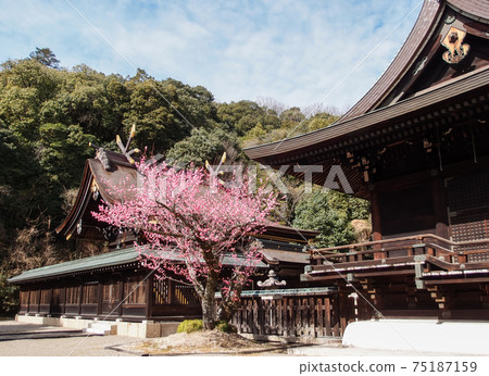盛開的紅李子依to在明亮的早春神社的基比彥神社 盛開的紅李子依to在明亮的早春神社的基比彥神社 75187159