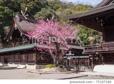 Kibitsuhiko Shrine where the red plums in full bloom snuggle up to the bright early spring shrine Kibitsuhiko Shrine where the red plums in full bloom snuggle up to the bright early spring shrine 75187160