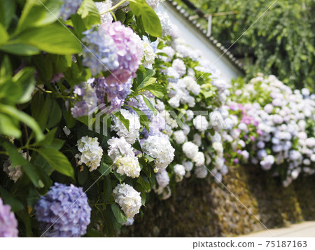 七彩繡球花 75187163