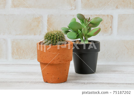 仙人掌,遺產,植物,觀葉植物,綠色,荊棘,自然,綠色,荊棘,寄居棕櫚,多肉植物 仙人掌,遺產,植物,觀葉植物,綠色,荊棘,自然,綠色,荊棘,寄居棕櫚,多肉植物 75187202